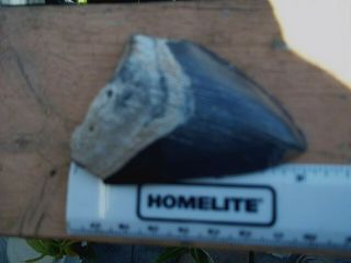 MEGALODON SHARK TOOTH from BONE VALLEY FLORIDA 3