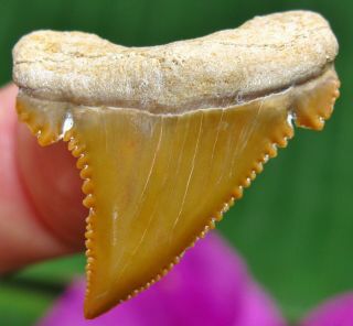 Colorful Paleocarcharodon Shark Tooth Fossil Teeth Not Megalodon