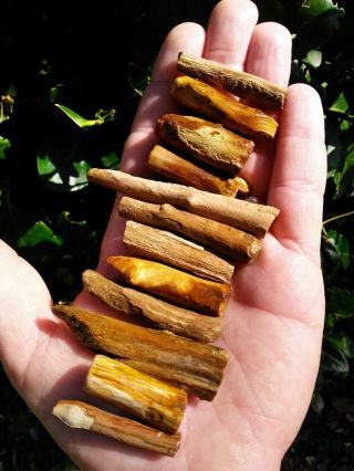 Twelve (12) Owyhee Oregon Agate Petrified Wood Round Limbs Rings Knot Bark 4.  1oz