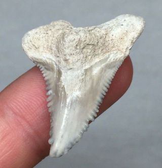 Bone Valley Hemi Shark Tooth Fossil Megalodon Era Gem Sharks Teeth Jaws