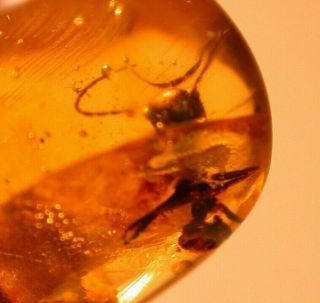 Cretaceous Worker Ant In Burmite Amber Fossil From Dinosaur Age Very Rare