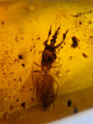 Extinct Aenictopecheidae Bug Burmite Myanmar Amber Insect Fossil Dinosaur Age