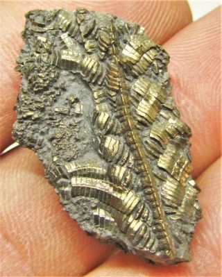 Uncommon pyrite crinoid 31mm fossil UK Jurassic Pentacrinites fossilis Charmouth 2