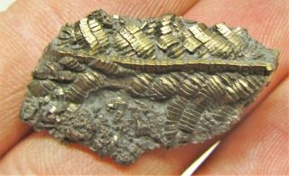 Uncommon pyrite crinoid 31mm fossil UK Jurassic Pentacrinites fossilis Charmouth 3