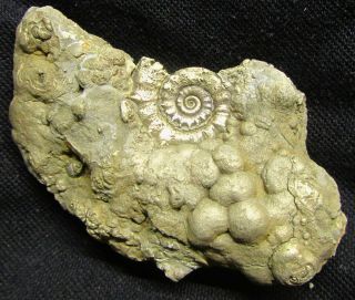 Stunning Large Golden Eoderoceras 90 Mm Jurassic Pyrite Ammonite Fossil Uk Gold
