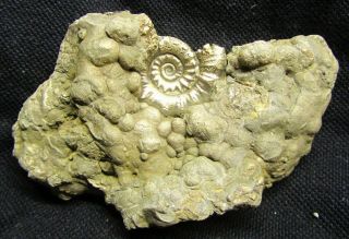Stunning LARGE golden Eoderoceras 90 mm Jurassic pyrite ammonite fossil UK gold 2