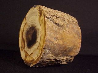 Rw  " Petrified Wood Limb " From West Central Oregon