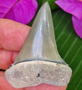 Sharp Golden Beach Venice Florida Fossil Mako Shark Tooth Not Megalodon Teeth