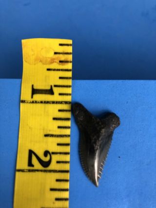 Fossilized 1 1/8 Inch Hemipristis (lower) Shark Tooth From Venice Florida
