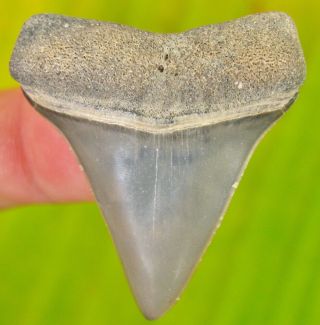Venice Florida Fossil Mako Shark Tooth Not Meg Teeth Scuba