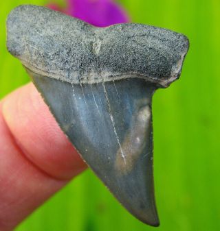 Pathological Venice Florida Fossil Mako Shark Tooth Not Megalodon Teeth Scuba