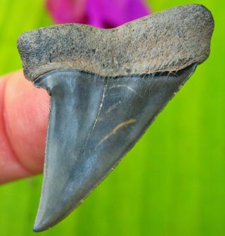 Pathological Venice Florida Fossil Mako Shark Tooth not MEGALODON teeth scuba 2