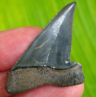 Pathological Venice Florida Fossil Mako Shark Tooth not MEGALODON teeth scuba 3