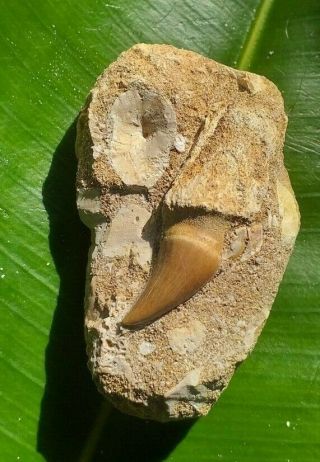 Mosasaurus Dinosaur Tooth Fossil In A Phosphate Stone From Morocco