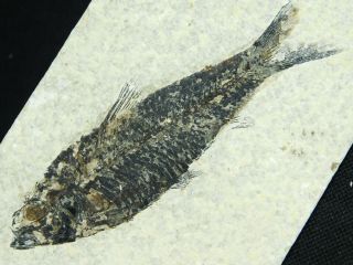 A 100 Natural 50 Million Year Old Knightia Fish Fossil From Wyoming 195gr E