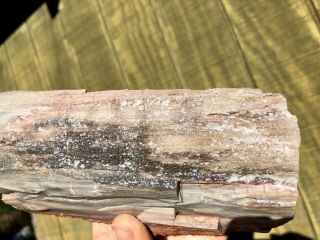 Reilly’s Rocks: Saint Johns Arizona Petrified Wood With Smoky Quartz,  2.  75 Lb