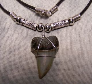 Cool 1 3/16 " Mako Shark Tooth Teeth Necklace Fossil Jaw Megalodon Surfer Meg