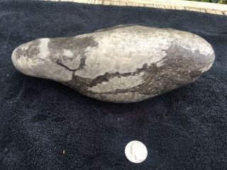 Large Unpolished Petoskey Stone 7 Pounds,  4oz.  Hexagonaria