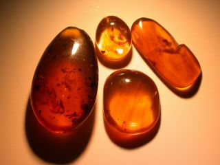 Group Of Burmite Amber Fossils With Variety Of Insects From Dinosaur Age 6.  8 G