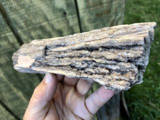 Reilly’s Rocks: Arizona Petrified Wood Loaded With Quartz,  2.  25 Lb