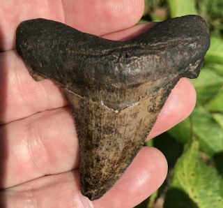 South Carolina Angustiden Shark Tooth Megalodon Era