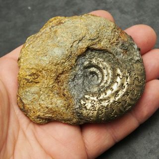 83mm Hildoceras Ammonite Pyrite Mineral Fossil Fossilien Ammoniten France