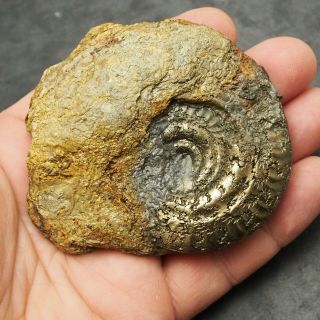 83mm Hildoceras AMMONITE Pyrite Mineral Fossil fossilien Ammoniten France 2