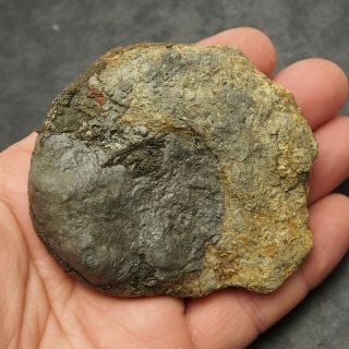 83mm Hildoceras AMMONITE Pyrite Mineral Fossil fossilien Ammoniten France 3