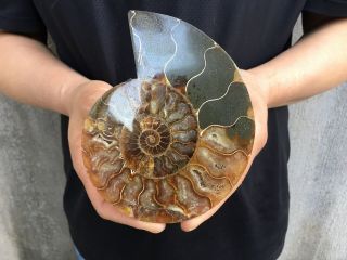 0.  43lb Natural Ammonite Disc Fossil Conch Specimen Healing Madagascar 5.  1 " Tqs23