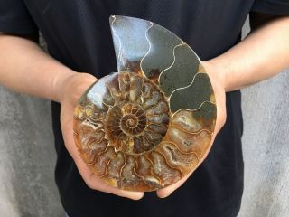 0.  43LB Natural Ammonite Disc Fossil Conch Specimen Healing Madagascar 5.  1 