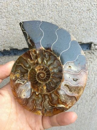 0.  43LB Natural Ammonite Disc Fossil Conch Specimen Healing Madagascar 5.  1 