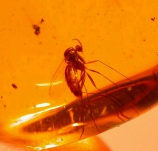 Mycetophilid Fly With Wasp In Authentic Dominican Amber Fossil