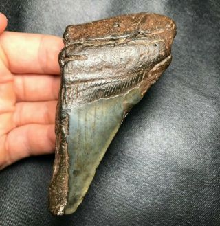 Large 4.  05 " Megalodon Shark Tooth Fragment Teeth Fossil Sharks Necklace Jaws Ja