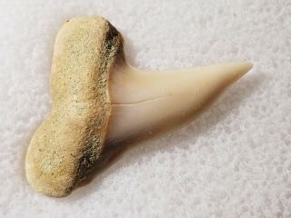 23 Sh Fossil Mako Shark Tooth From Shark Tooth Hill California