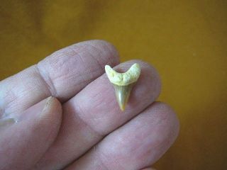 (s307 - 5) Rare 1/2 " Fossil Thresher Shark Tooth Pick Gold / Silver Pendant Sahara