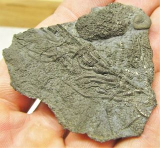 Uncommon Pyrite Crinoid 56mm Fossil Uk Jurassic Pentacrinites Fossilis Charmouth
