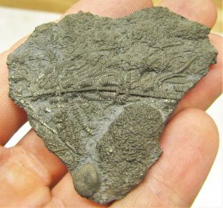 Uncommon pyrite crinoid 56mm fossil UK Jurassic Pentacrinites fossilis Charmouth 2