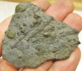 Uncommon pyrite crinoid 56mm fossil UK Jurassic Pentacrinites fossilis Charmouth 3