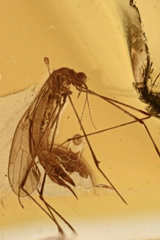 Crane Fly Limoniidae Fossil Inclusion Baltic Amber 190807 - 98,  Img