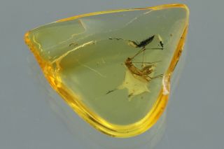 CRANE FLY Limoniidae Fossil Inclusion BALTIC AMBER 190807 - 98,  IMG 2