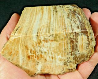 Perfect Growth Rings On This Big Polished Petrified Wood Fossil 654gr E