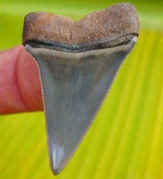 Impeccable Golden Beach Venice Florida Fossil MAKO Shark Tooth Megalodon teeth 3