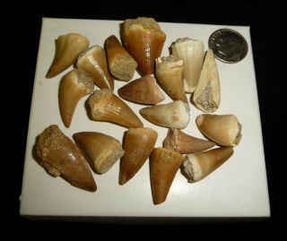 Mosasaur Teeth Fossil Specimens Africa 40 Grams