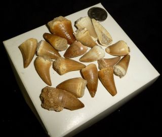 Mosasaur Teeth Fossil Specimens Africa 40 grams 2