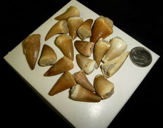 Mosasaur Teeth Fossil Specimens Africa 40 grams 3