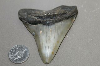 Megalodon Fossil Giant Shark Teeth Ocean No Repair 2.  98 " Tooth