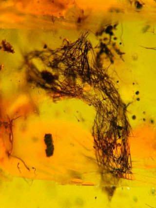 unique unknown hair Burmite Myanmar Burmese Amber insect fossil dinosaur age 2