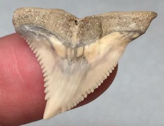 Hemi Shark Tooth Fossil Sharks Teeth Megalodon Era Gem Bone Valley Area