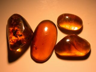 Group Of Burmite Amber Fossils With Variety Of Inclusions From Dinosaur Age