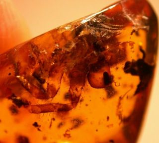 Group of Burmite Amber Fossils with Variety of Inclusions from Dinosaur Age 2